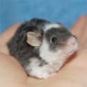Photo of Pipsqueek