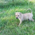 Photo of Teddy