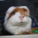 Photo of Whiskers (On Hold)