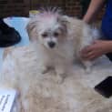 Photo of Miffy ***Deposit Taken****