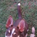 Photo of Buddy4