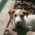 Photo of Penny Adoption Pending