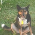 Photo of Foxy