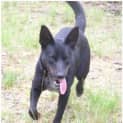 Photo of Asha