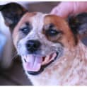 Photo of Sheldon