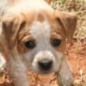 Photo of Rosealee/Adoption Pending