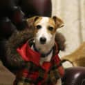 Photo of Angee/Adoption Pending