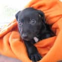 Photo of Topsy   Adopted