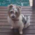 Photo of Buddy (On Tria) ( 25/9/12)