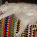 Photo of Snowflake Adoption Pending