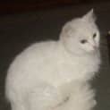 Photo of Snowflake Adoption Pending