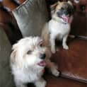 Photo of Fluffy & Lovely