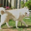 Photo of Kuzan Needs Foster Care Urgently