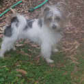 Photo of Buddy (On Tria) ( 25/9/12)