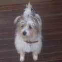 Photo of Buddy (On Tria) ( 25/9/12)