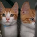 Photo of 2 Male Kittens