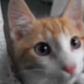 Photo of 2 Male Kittens