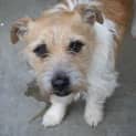 Photo of Zapp & Ruby To Be Rehomed Together