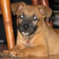 Photo of Bessie   Adopted