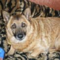 Photo of Lucky & Bizzi To Be Rehomed Together
