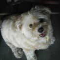 Photo of Lucky & Bizzi To Be Rehomed Together