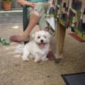 Photo of Blaze