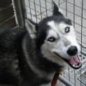 Photo of Zebedee