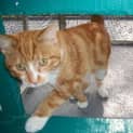 Photo of Tiger