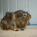 Photo of Spunk