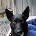 Photo of Lady