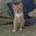 Photo of Remus