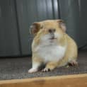 Photo of Little