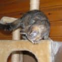 Photo of Lacey