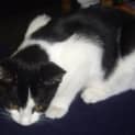 Photo of Pippy