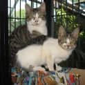 Photo of Able