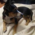 Photo of Blackie *Adopted* (Tag D1373)