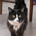 Photo of Sarge (C1425) **Adopted**