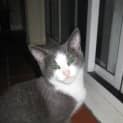 Photo of Holly(f)&Harley(m) Must Be Adopted Together Only