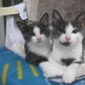 Photo of Holly(f)&Harley(m) Must Be Adopted Together Only