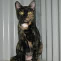Photo of Penny