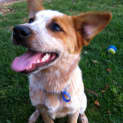 Photo of Rex (On Trial 16/10/12)