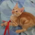 Photo of Pumpkin (Tag C1427) *Adopted*