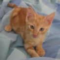Photo of Pumpkin (Tag C1427) *Adopted*