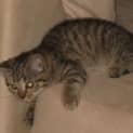 Photo of Vampie
