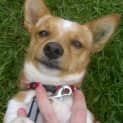 Photo of Lucky