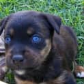 Photo of George Adopted