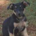 Photo of Bronson