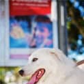 Photo of Toby