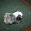 Photo of Stavros (On Hold)