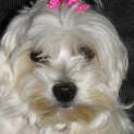 Photo of Lily